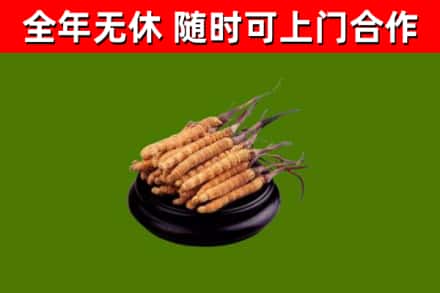 宁陵烟酒回收冬虫夏草.jpg