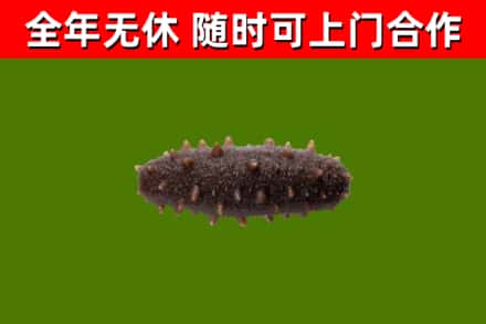 宁陵烟酒回收干海参.jpg